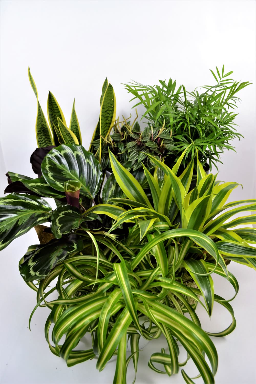 Mountain View Nursery Assorted Premium Foliage Plant (2 ct)