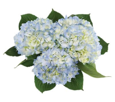 Overjoyed Boutique Blue Hydrangea 3 Stem - Each