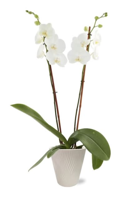 5" Potted Orchid