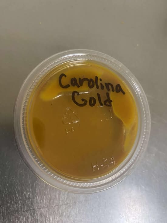 Carolina Gold Sauce
