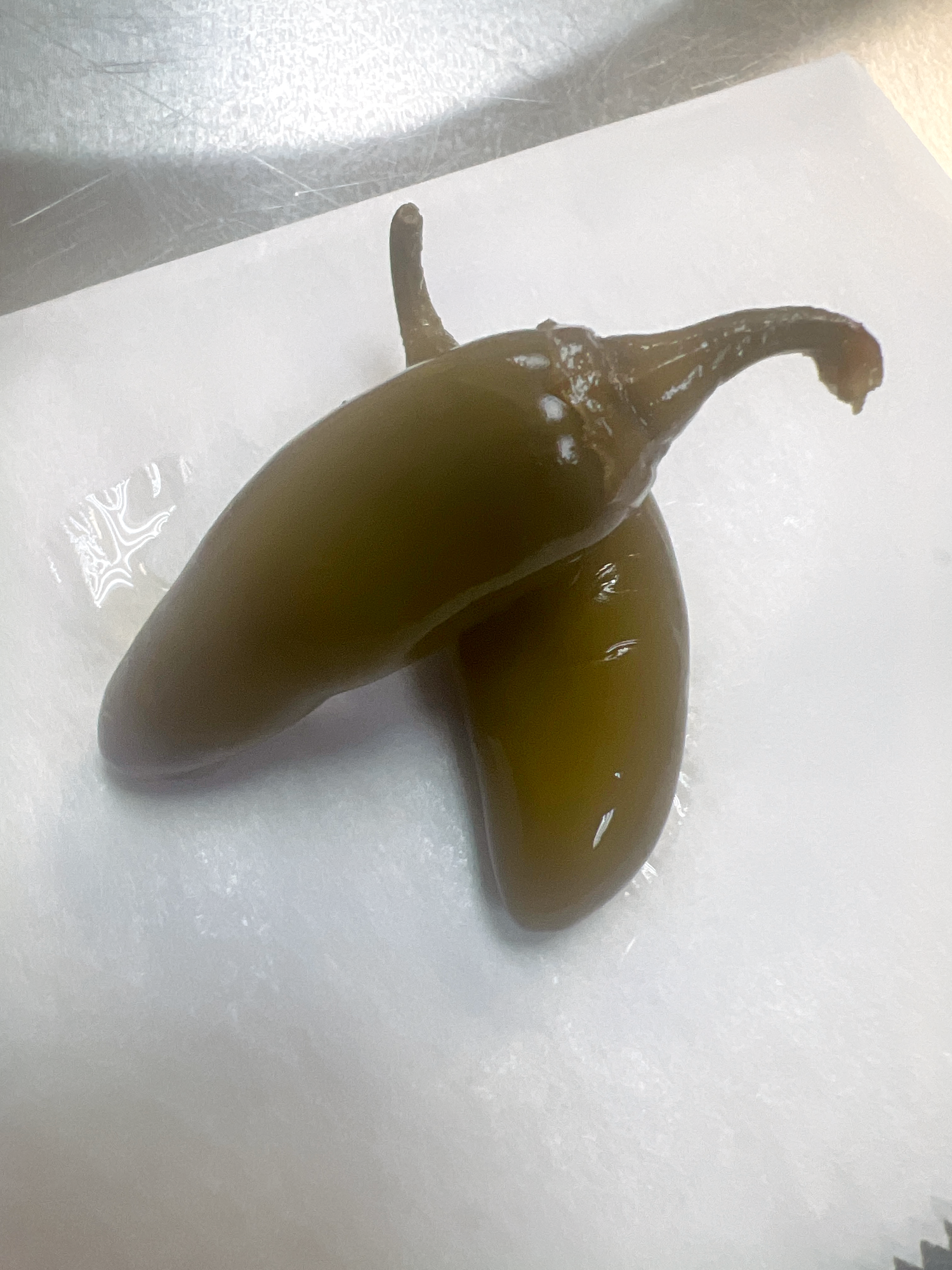 Jalapeño Pepper