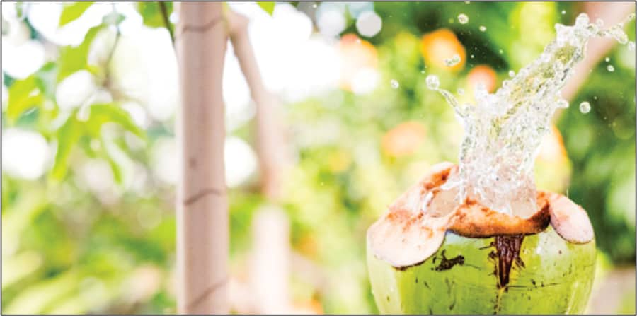 Água de coco 330ml
