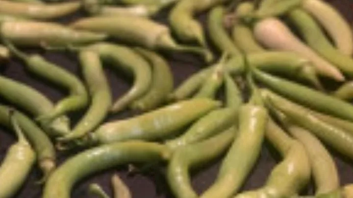 Ljuta papričica