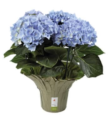 Debi Lilly Hydrangea Flower, 6.5 inches, Pink