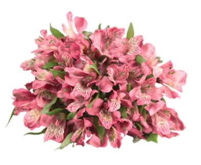 Signature Select 9 Stem Alstroemeria Flowers