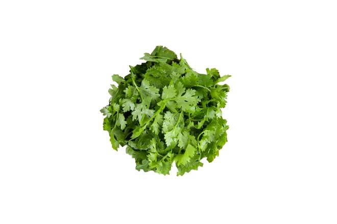 Micro Cilantro