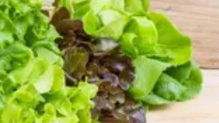 Bašta salata