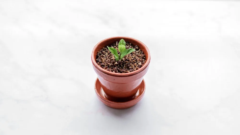 Choco garden (Posno)