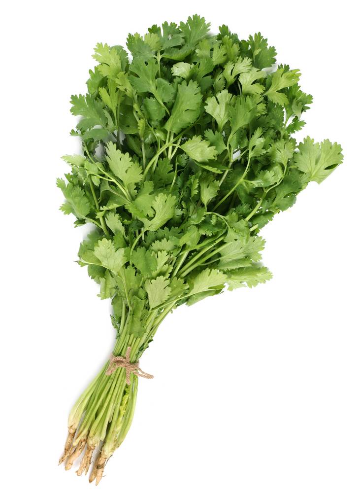 Cilantro