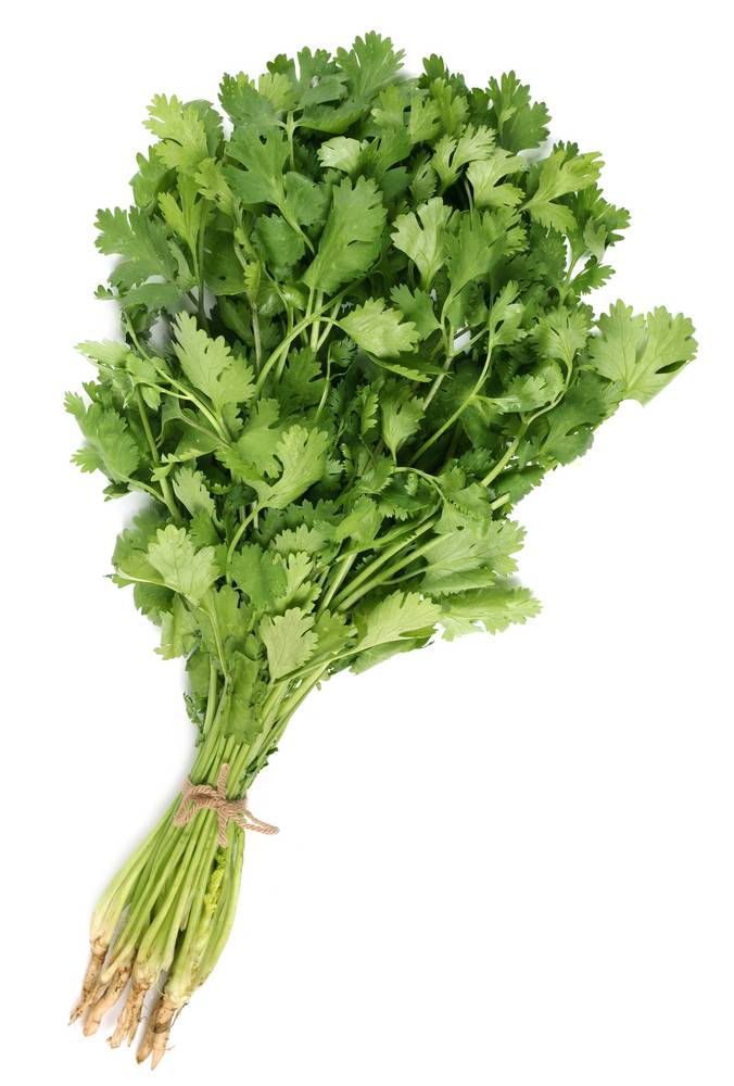Organic Cilantro