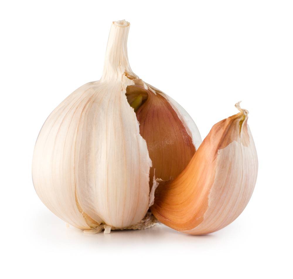 Garlic